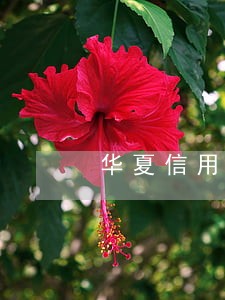 华夏信用卡逾期一周会怎样 华夏信用卡逾期一周会怎样