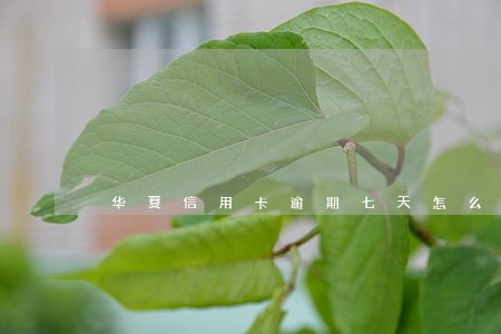 华夏信用卡逾期七天怎么办 华夏信用卡逾期七天怎么办