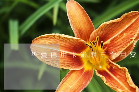 华夏信用卡逾期三个月安全期 华夏信用卡逾期三个月安全期