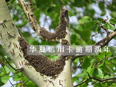 华夏信用卡逾期两年了 华夏信用卡逾期两年了