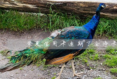 华夏信用卡逾期了会停卡吗