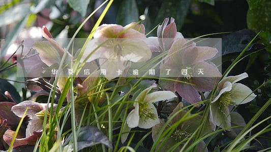 华夏信用卡逾期了四天 华夏信用卡逾期了四天