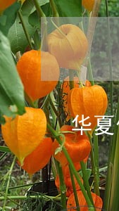 华夏信用卡逾期二天