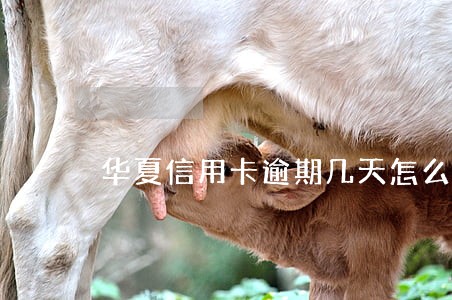 华夏信用卡逾期几天怎么办 华夏信用卡逾期几天怎么办
