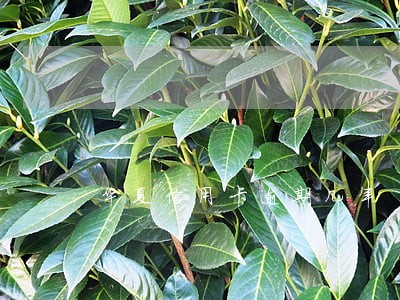 华夏信用卡逾期几年 华夏信用卡逾期几年