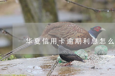 华夏信用卡逾期利息怎么算