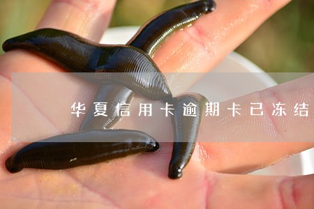 华夏信用卡逾期卡已冻结怎样恢复 华夏信用卡逾期卡已冻结怎样恢复