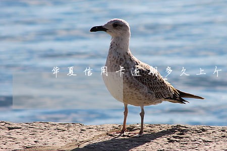 华夏信用卡逾期多久上个人征信 华夏信用卡逾期多久上个人征信