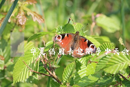 华夏信用卡逾期多少天会上征信 华夏信用卡逾期多少天会上征信