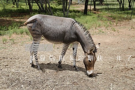 华夏信用卡逾期快一年了怎么办 华夏信用卡逾期快一年了怎么办
