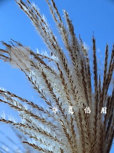 华夏信用卡逾期怎么查 华夏信用卡逾期怎么查