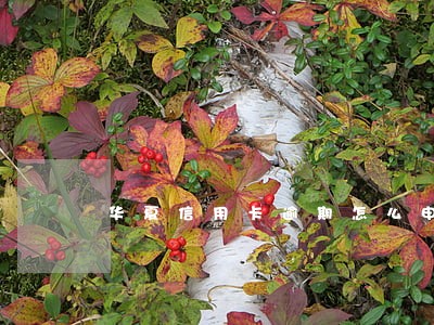 华夏信用卡逾期怎么申请分期 华夏信用卡逾期怎么申请分期