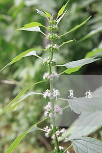 华夏信用卡逾期有影响吗