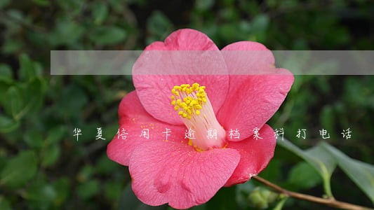 华夏信用卡逾期档案科打电话