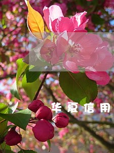 华夏信用卡逾期说准备资料报案 华夏信用卡逾期说准备资料报案