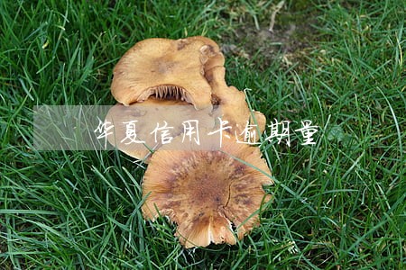 华夏信用卡逾期量 华夏信用卡逾期量