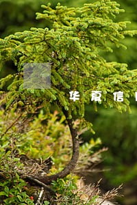 华夏信用逾期2天 华夏信用逾期2天
