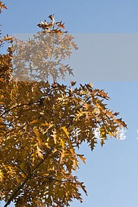 华夏信财只还本金可以吗 华夏信财只还本金可以吗