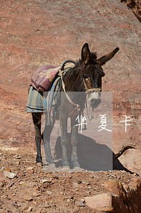 华夏卡逾期10天被停卡 华夏卡逾期10天被停卡