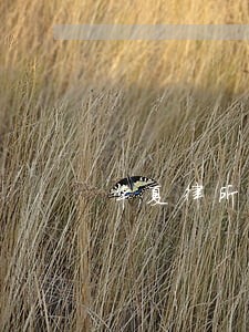 华夏律所逾期贷款未处理 华夏律所逾期贷款未处理