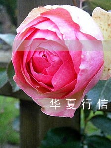 华夏行信用卡逾期五天 华夏行信用卡逾期五天