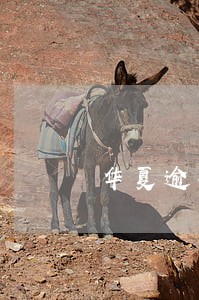 华夏逾期4天会上征信 华夏逾期4天会上征信
