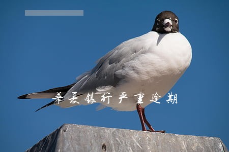 华夏银行严重逾期 华夏银行严重逾期