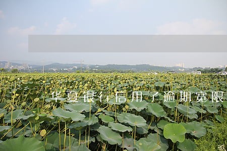 华夏银行信用了逾期宽限期 华夏银行信用了逾期宽限期