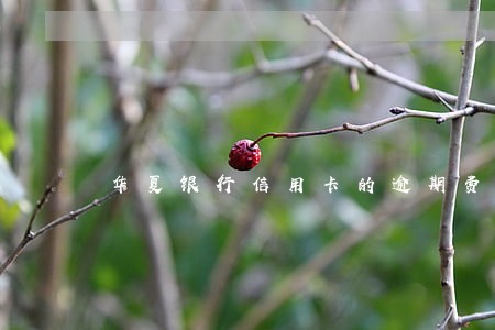 华夏银行信用卡的逾期费