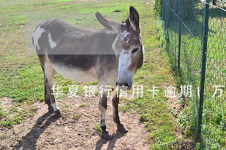 华夏银行信用卡逾期1万5千 华夏银行信用卡逾期1万5千