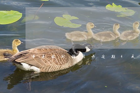 华夏银行信用卡逾期4天会怎样