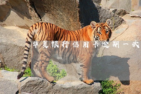 华夏银行信用卡逾期一次 华夏银行信用卡逾期一次
