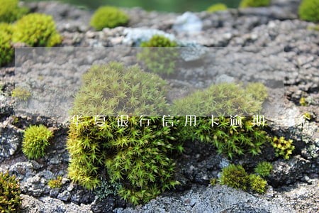 华夏银行信用卡逾期三个月