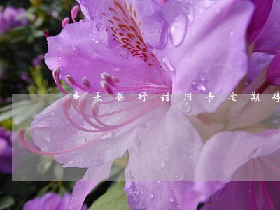 华夏银行信用卡逾期停卡怎么办 华夏银行信用卡逾期停卡怎么办