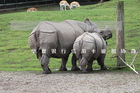 华夏银行信用卡逾期协商方案 华夏银行信用卡逾期协商方案