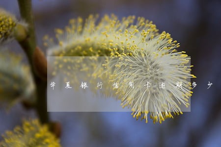 华夏银行信用卡逾期多少天 华夏银行信用卡逾期多少天