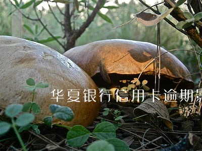 华夏银行信用卡逾期影响征信吗 华夏银行信用卡逾期影响征信吗