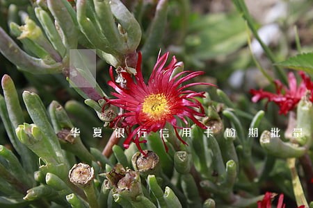华夏银行信用卡逾期批量起诉 华夏银行信用卡逾期批量起诉