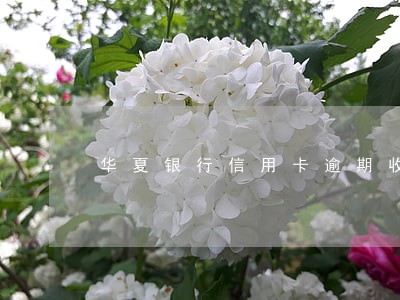 华夏银行信用卡逾期收费标准