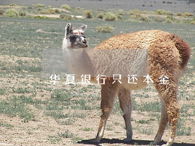 华夏银行只还本金 华夏银行只还本金