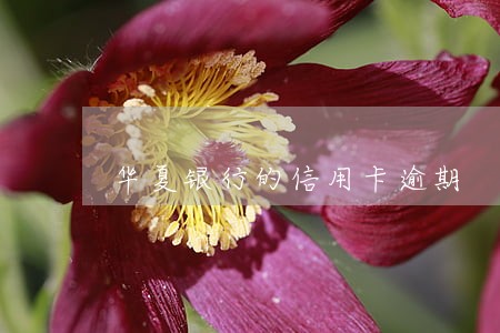 华夏银行的信用卡逾期