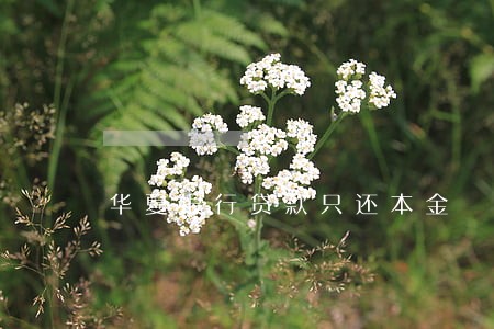 华夏银行贷款只还本金 华夏银行贷款只还本金