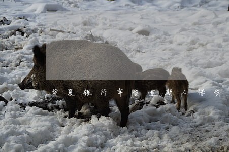 华夏银行车贷逾期人保贷后部 华夏银行车贷逾期人保贷后部