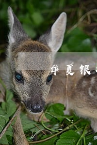华夏银行逾期7天上征信 华夏银行逾期7天上征信