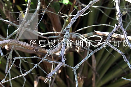 华夏银行逾期还了还可以贷吗 华夏银行逾期还了还可以贷吗