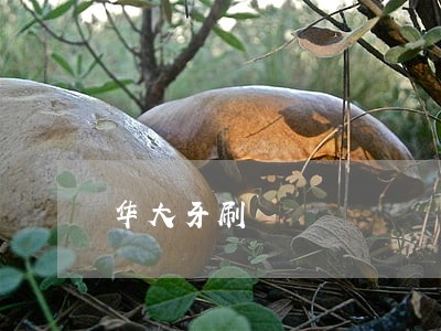 华大牙刷 华大牙刷