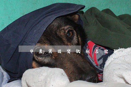 华晨集团贷款利息逾期 华晨集团贷款利息逾期