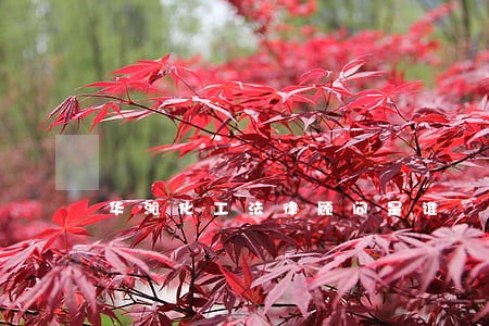 华湘化工法律顾问是谁 华湘化工法律顾问是谁