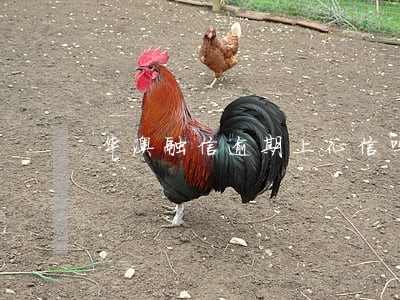 华澳融信逾期上征信吗 华澳融信逾期上征信吗