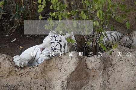 华瑞银行逾期还款一天会上征信吗 华瑞银行逾期还款一天会上征信吗